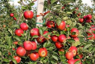Bảo vệ sức khỏe khi thời tiết giao mùa nhờ táo và quế